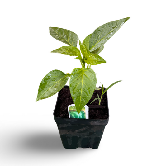 Poivron (3,5") image 0