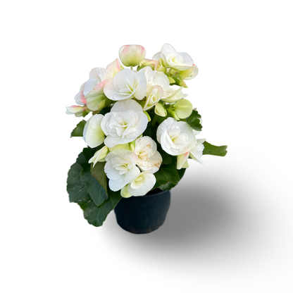 Begonia Reiger (3,5") image 4