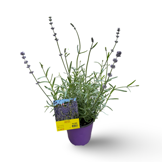 Lavande Munstead (6") image 0