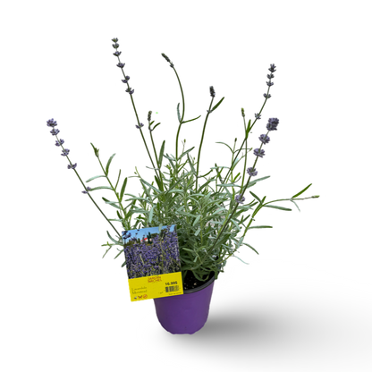Lavande Munstead (6") image 0
