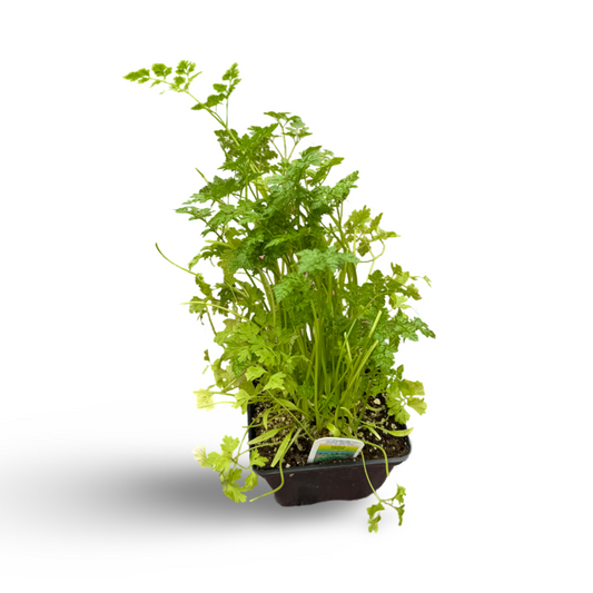 Chervil (3.5")