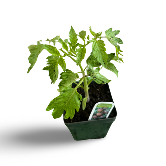 Black cherry tomatoes (3.5")