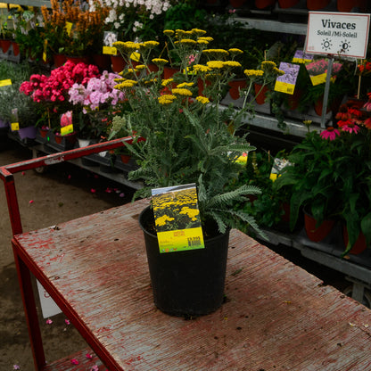 Achillea 'Moonshine' (6")