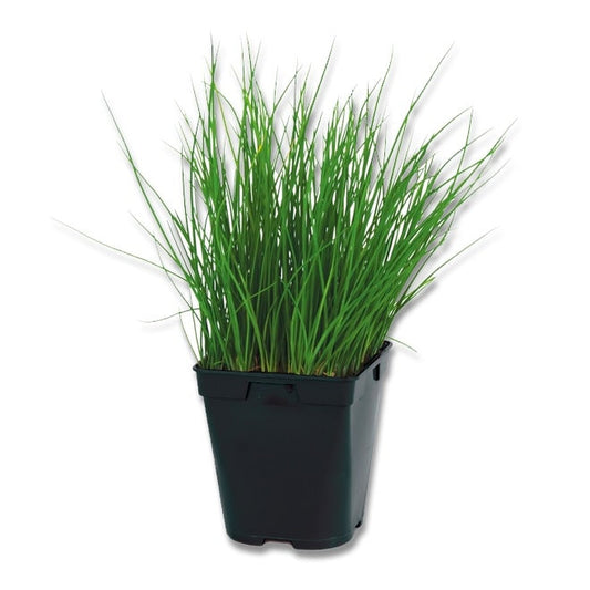 Chives (3.5")
