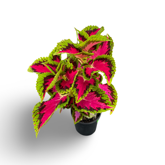 Coleus (4.5")