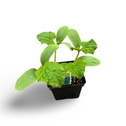 English Cucumbers (4.5")