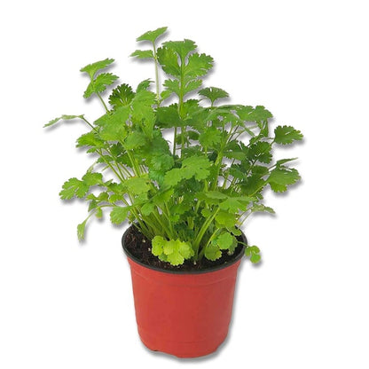 Coriander (3.5") 