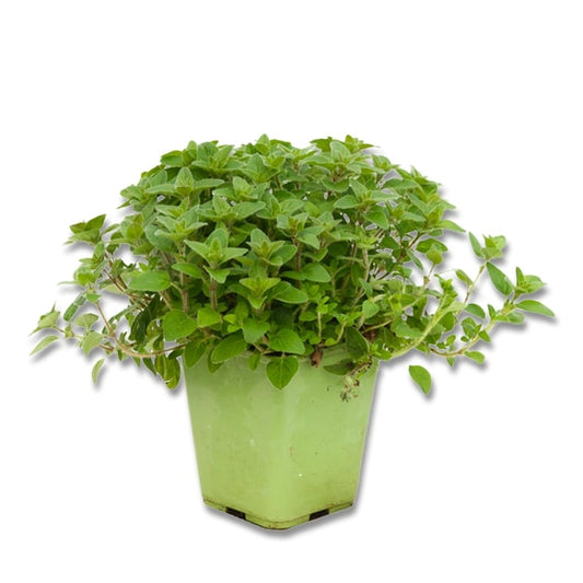 Marjolaine (3,5") image 0