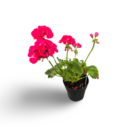 Géranium (3,5") image 5