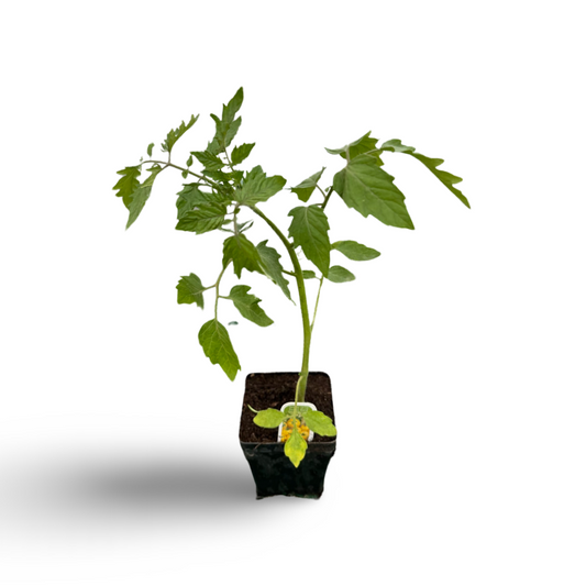 Tomates cerises jaunes (3,5") image 0