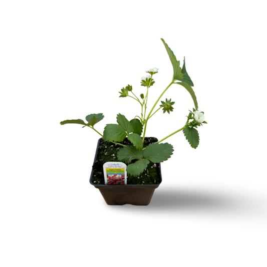 Fraisier (3,5") image 0