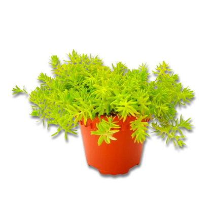 Sedum mexicanum (3,5") image 0