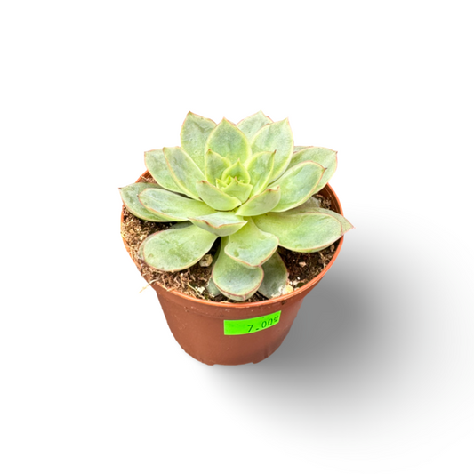 Green Echeveria (2")