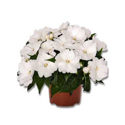 Impatience de Nouvelle-Guinée (3,5") image 2