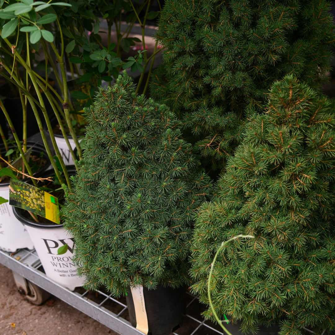 Dwarf Alberta Spruce (6")