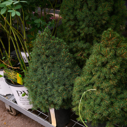 Dwarf Alberta Spruce (6")