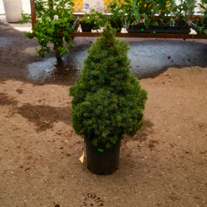 Dwarf Alberta Spruce (6")