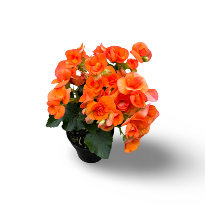 Begonia Reiger (3,5") image 6