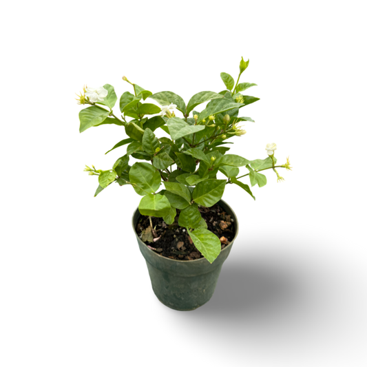 Jasmin Sambac (6") image 0