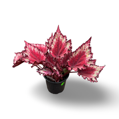Begonia Rex (3,5") image 1