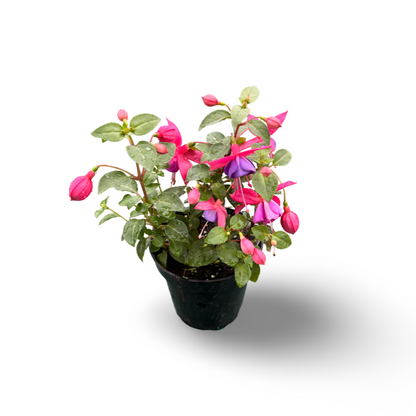 Fushia (4.5") 