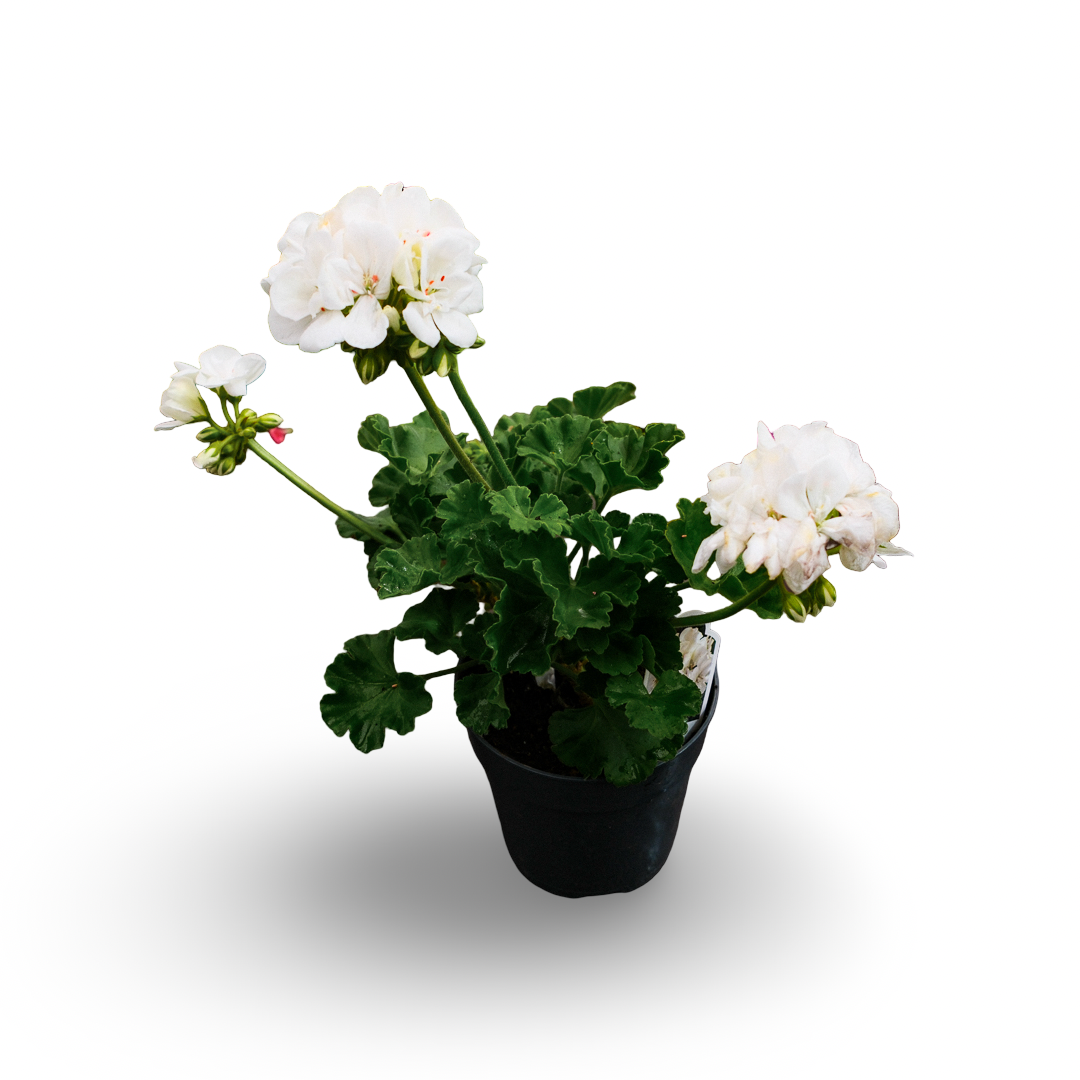 Geranium (4,5")