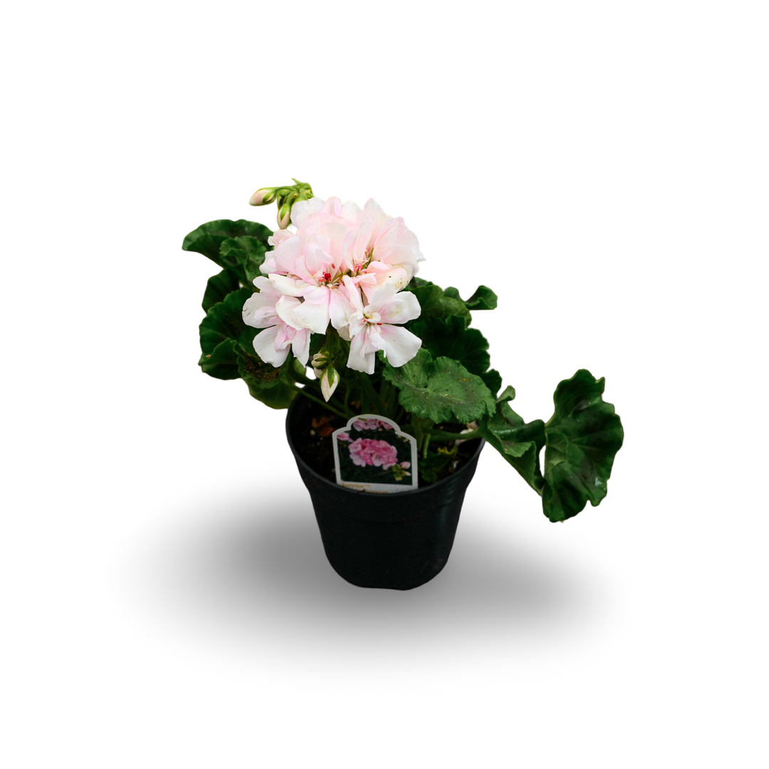 Geranium (4,5")