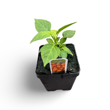 Habanero pepper (4.5")