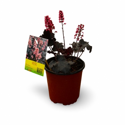 Heuchera 'Timeless Night' (6")