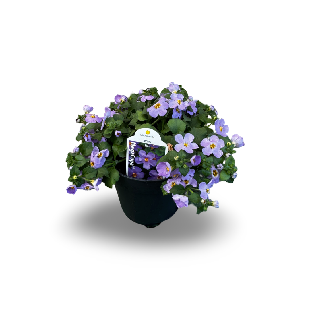 Bacopa (4.5") 