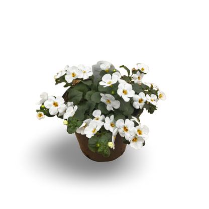 Bacopa (4.5") 