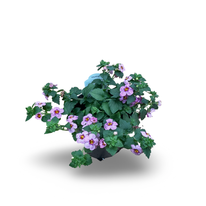Bacopa (4.5") 