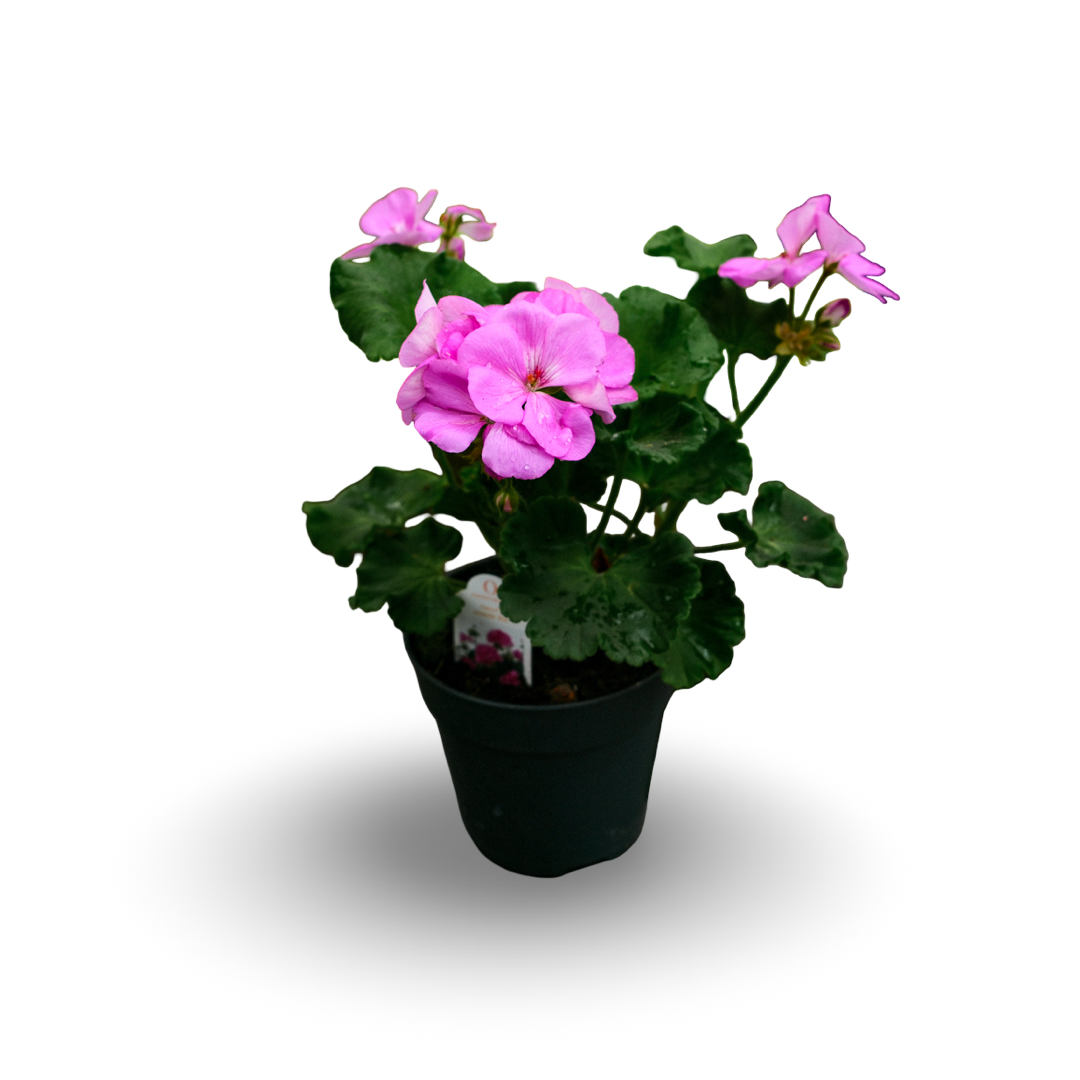 Geranium (4,5")