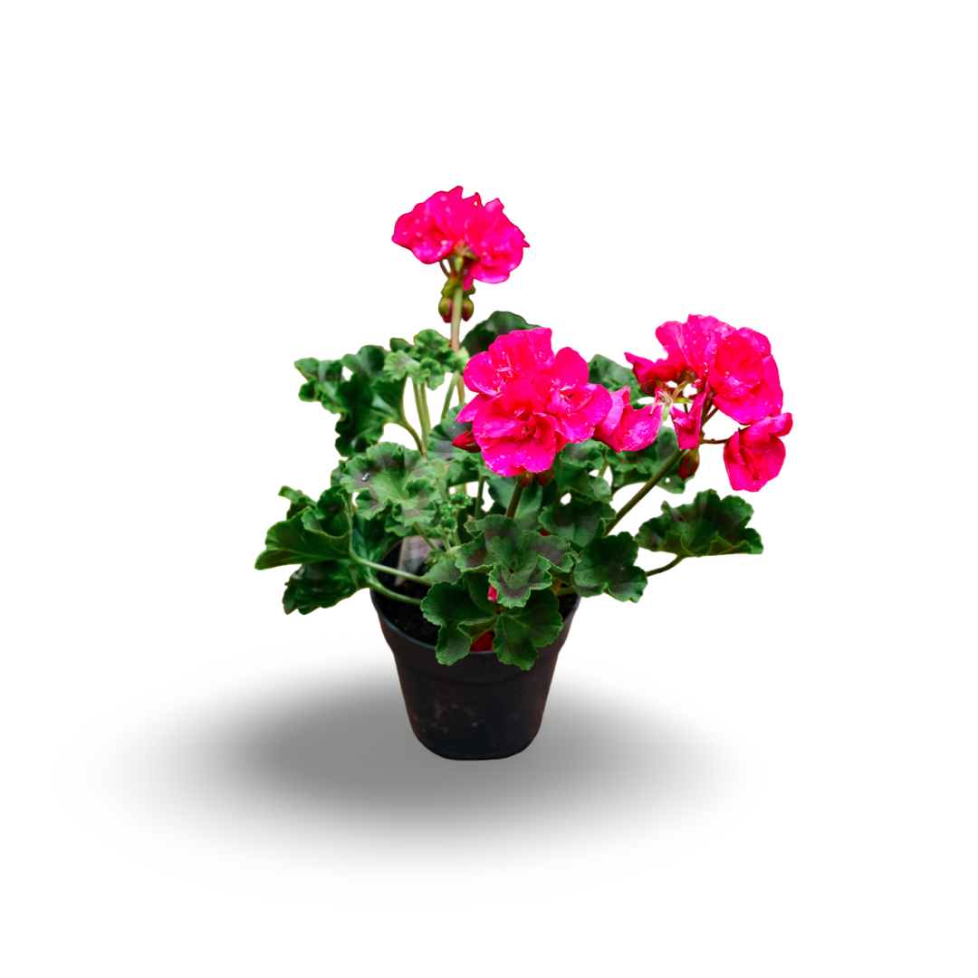 Geranium (4,5")
