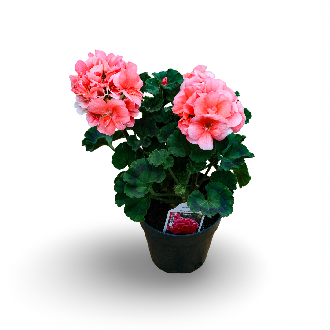 Geranium (4,5")