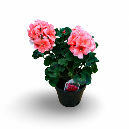Geranium (4,5")