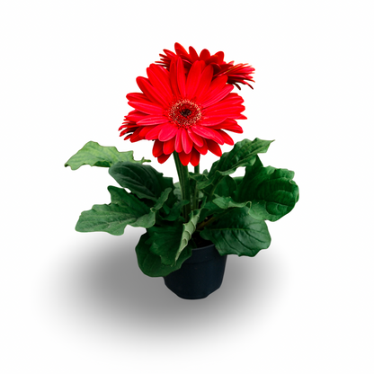 Gerbera (4.5")