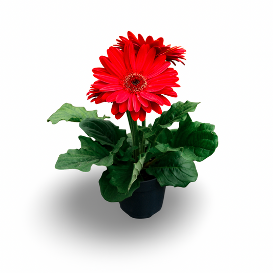 Gerbera (4.5")