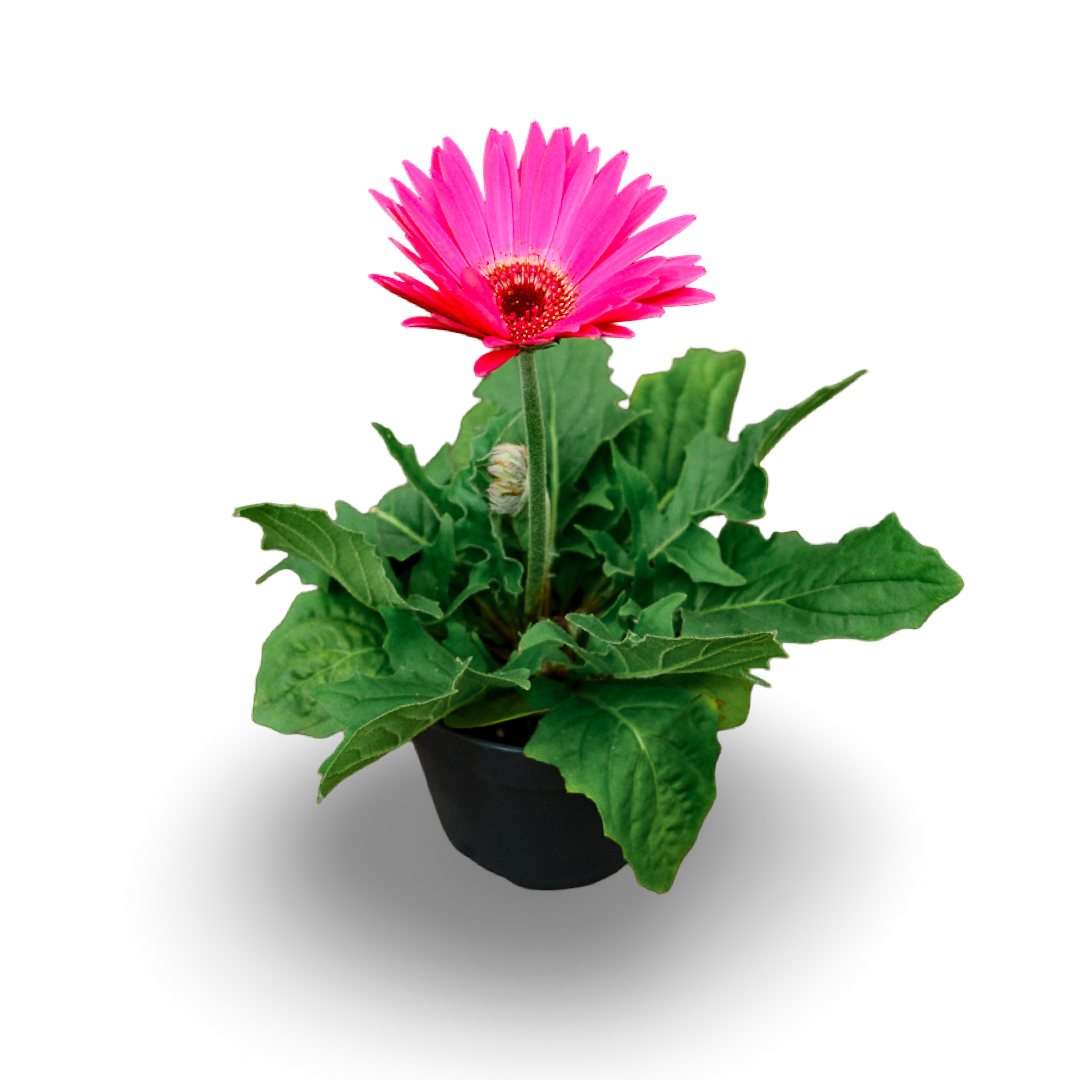 Gerbera (4.5")