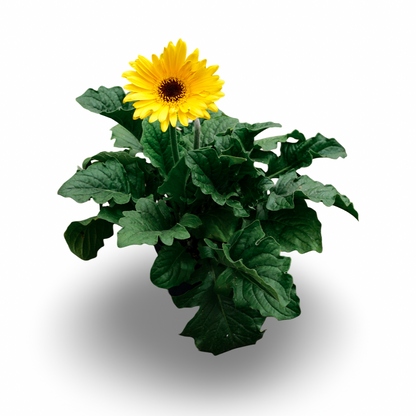 Gerbera (4.5")