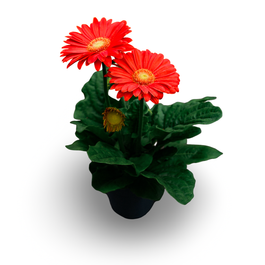 Gerbera (4.5")