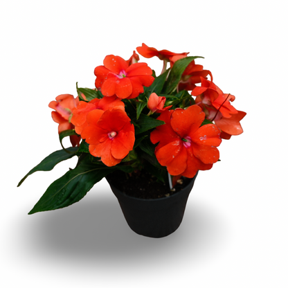 New Guinea Impatiens (4.5")