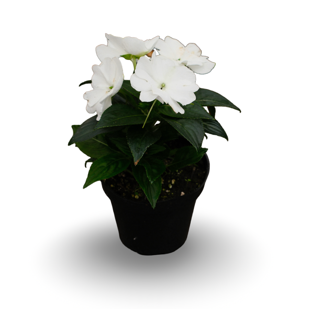 New Guinea Impatiens (4.5")