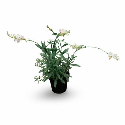 Gaura (4.5")