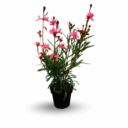 Gaura (4.5")