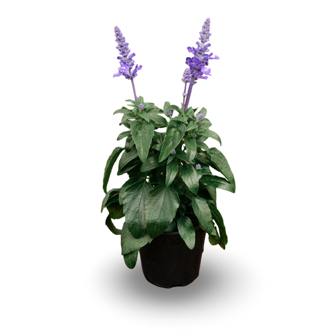 Salvia farinacea (4.5") 
