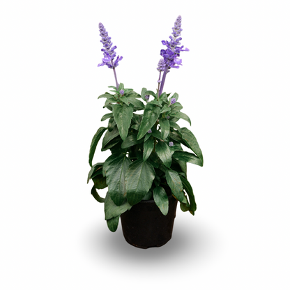 Salvia farinacea (4.5") 