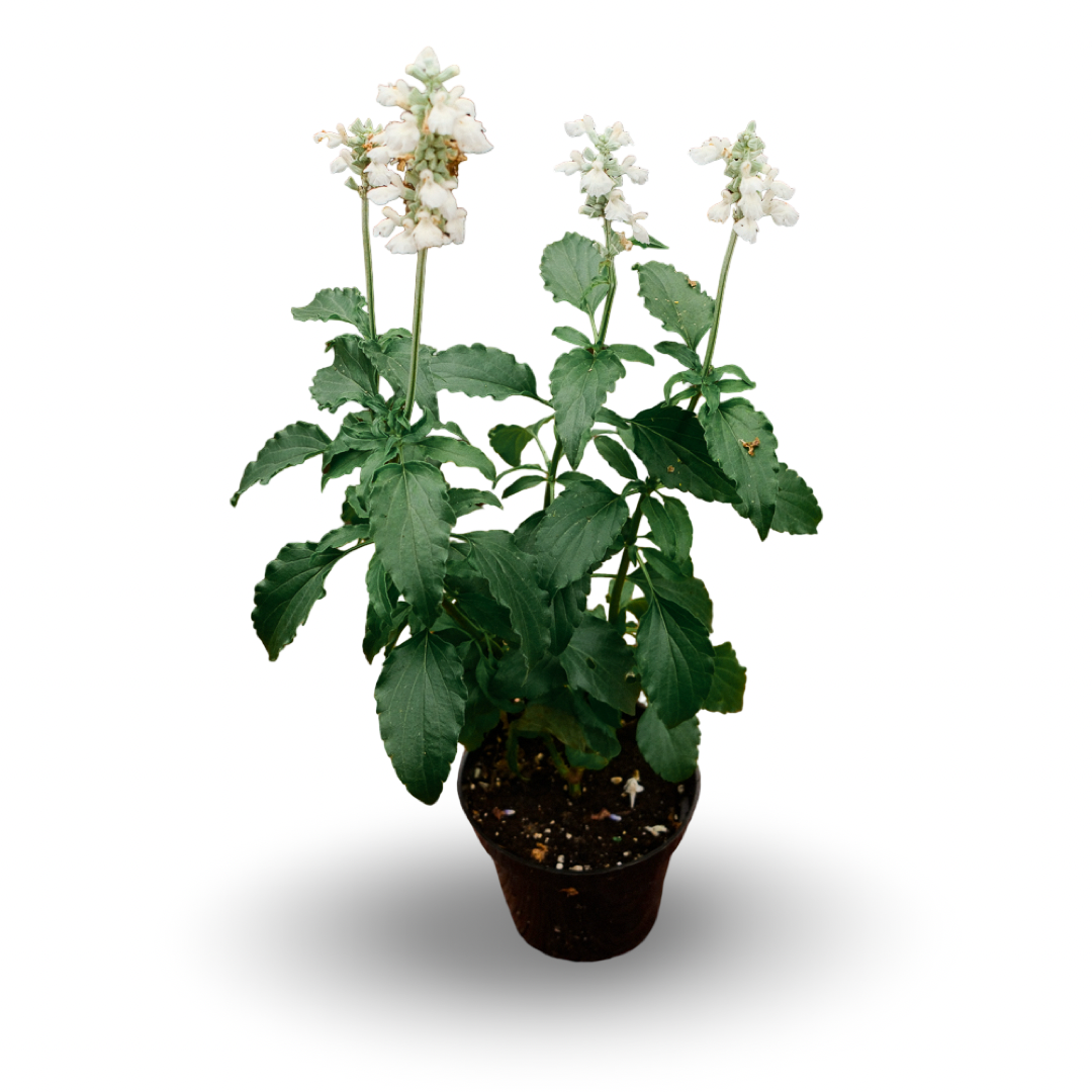 Salvia farinacea (4.5") 