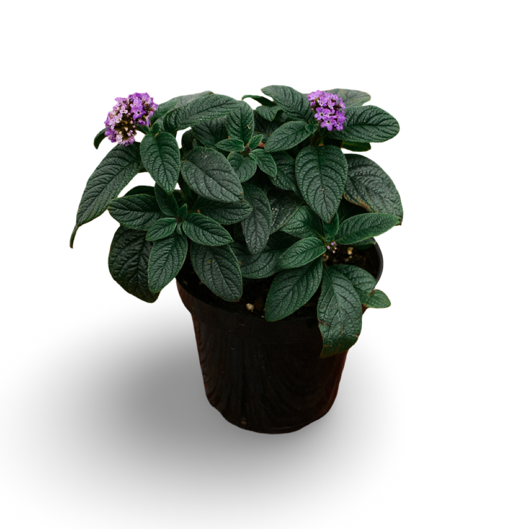 Heliotrope (4,5")