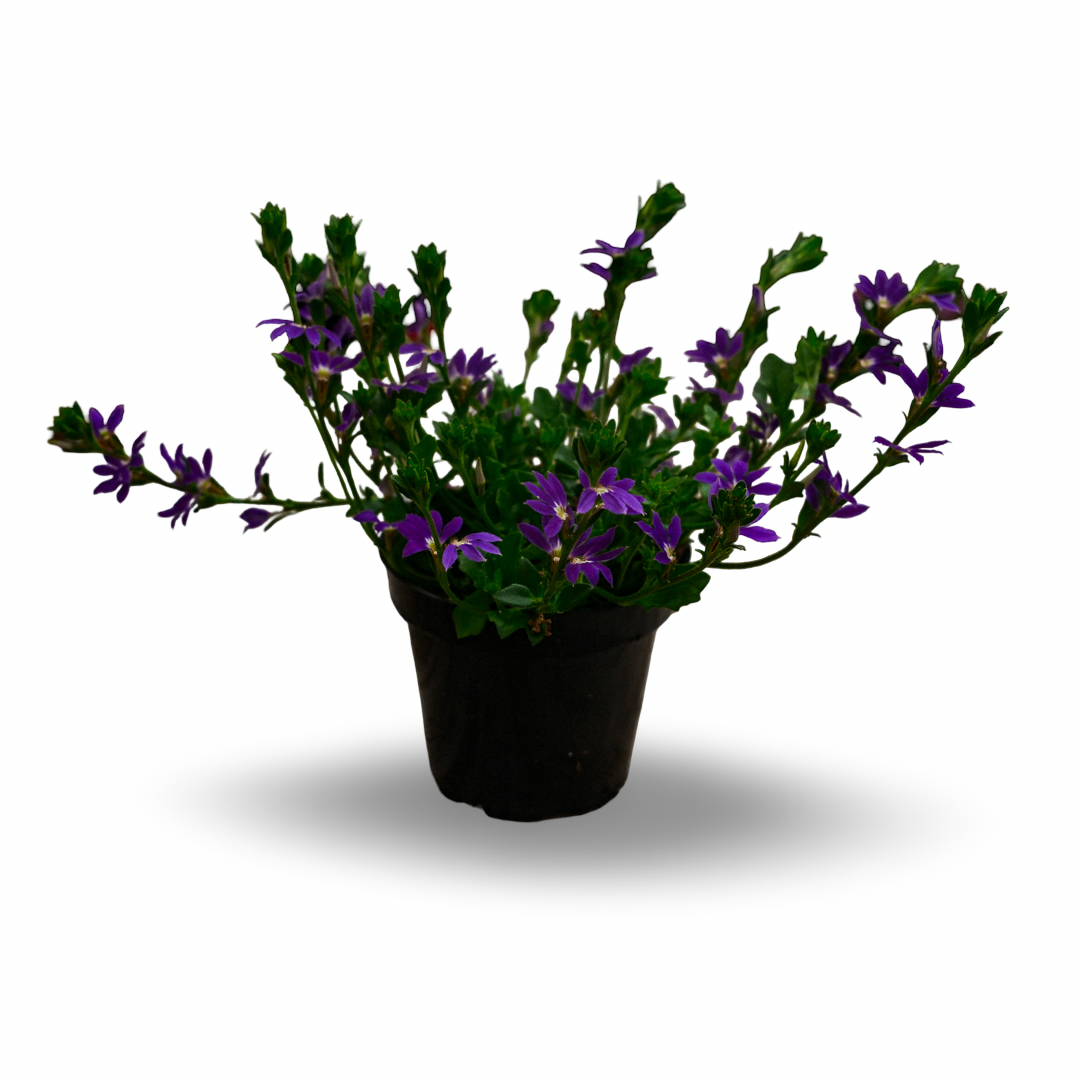 Scaevola (4.5")